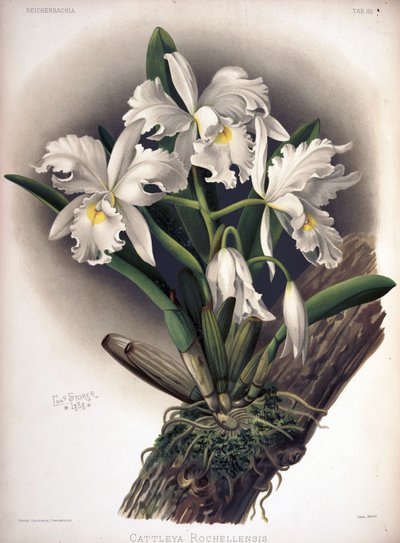 Cattleya Warscewiczii as syn: Cattleya Warscewiczii f. Rochellensis by London H. Sotheran and Co.